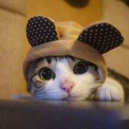 娱乐吃瓜酱猫咪视频大全,吃瓜酱视频大全欢乐盘点